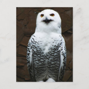 Snowy Owl pccm Postkarte