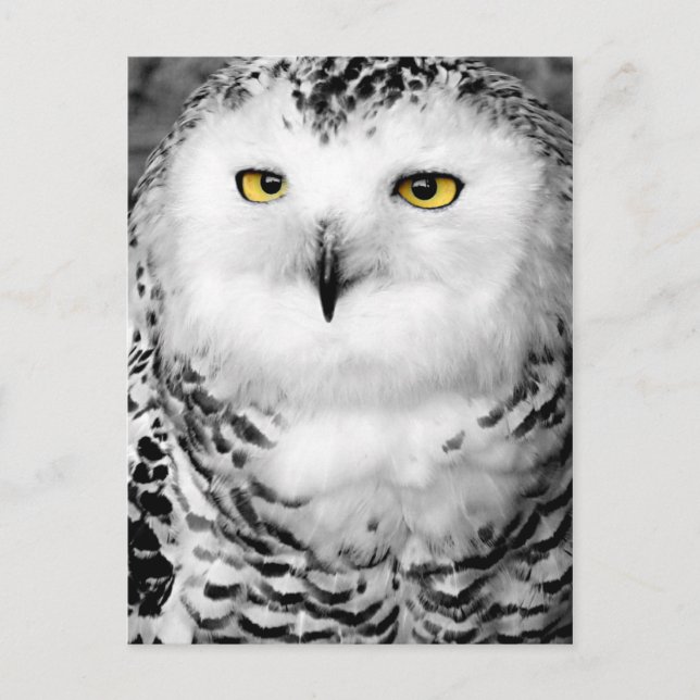 Snowy Owl Postcard Postkarte (Vorderseite)