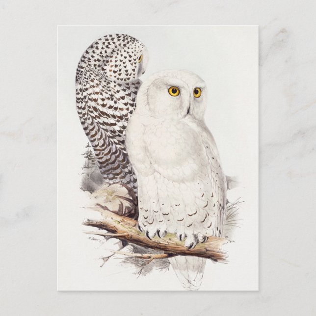 Snowy Owl Postcard Postkarte (Vorderseite)
