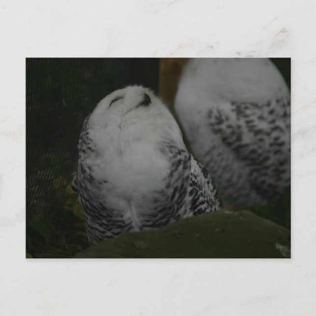 Snowy Owl Postcard Postkarte (Vorderseite)