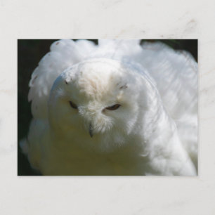 Snowy Owl Postcard Postkarte
