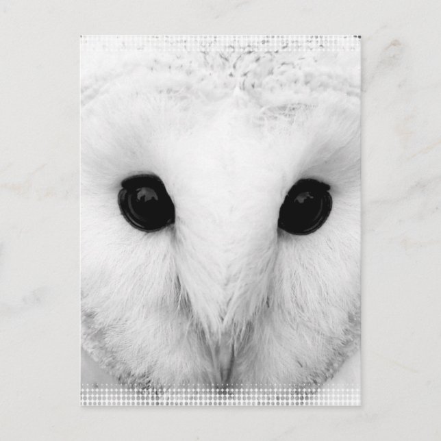 Snowy Owl Postcard Postkarte (Vorderseite)