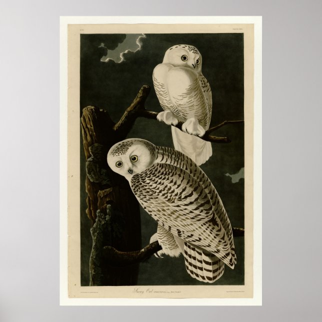 Snowy Owl Poster (Vorne)