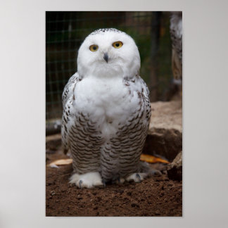 Snowy Owl Poster