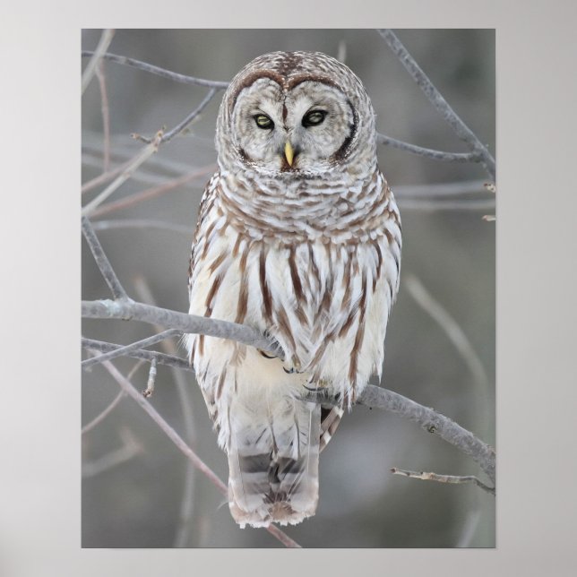 Snowy Owl Poster (Vorne)
