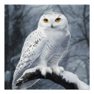 Snowy Owl Poster