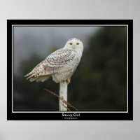 Snowy Owl Poster