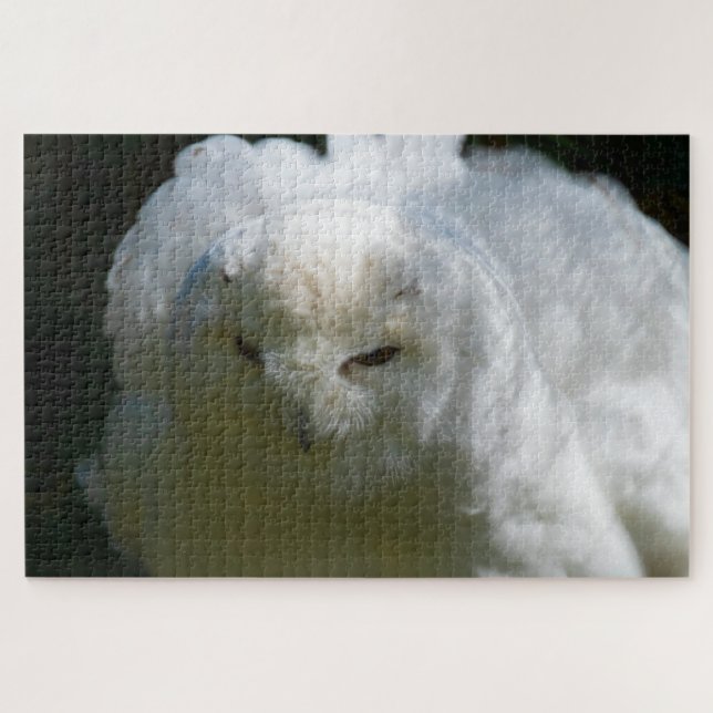 Snowy Owl schwimmt über Super Challenging Bird Lov (Horizontal)