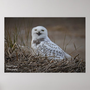 Snowy Owl Smiling Poster