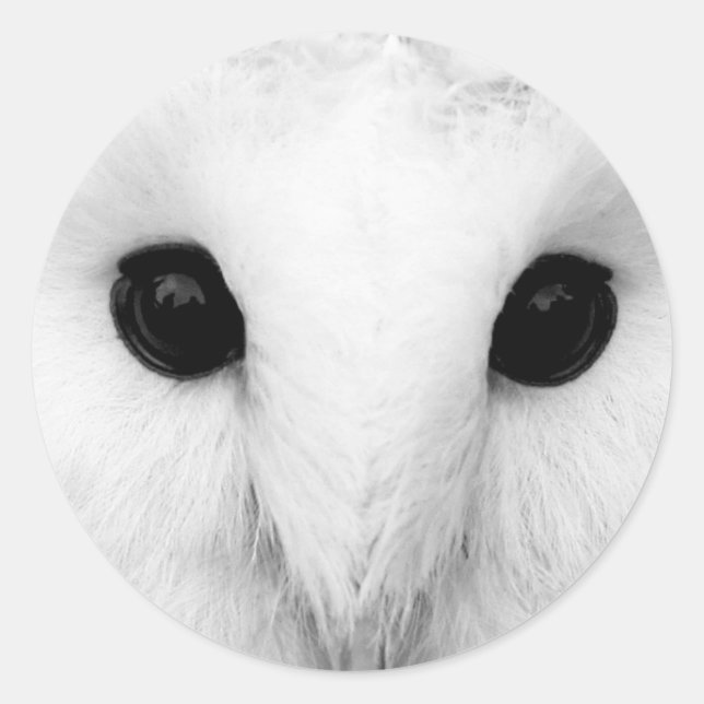 Snowy Owl Stickers (Vorderseite)
