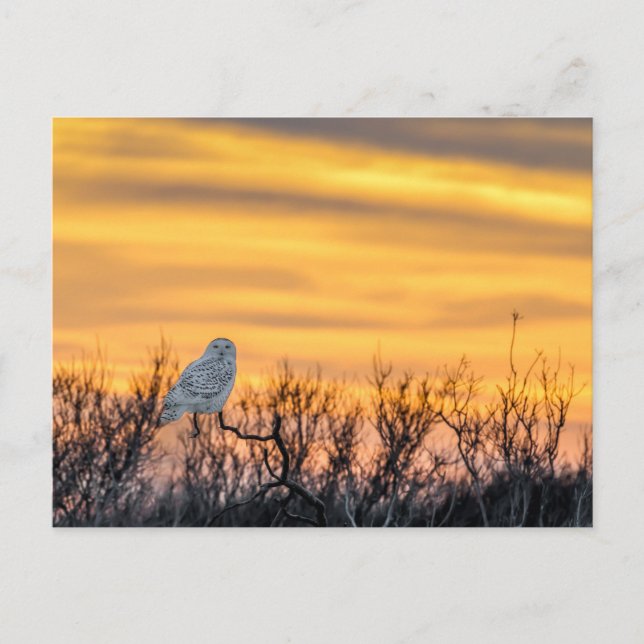 Snowy Owl Sunset Postcard Postkarte (Vorderseite)