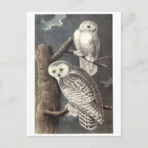 Snowy Owl von Audubon Postkarte