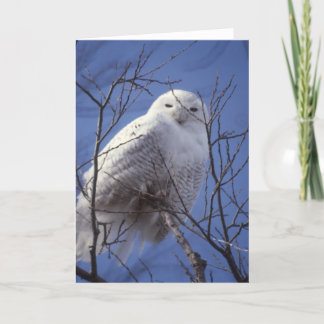 Snowy Owl - White Bird gegen Saphire Blue Sky Karte