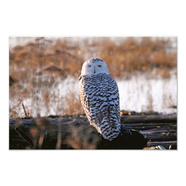 Snowy Owl Winking Fotodruck (Vorne)
