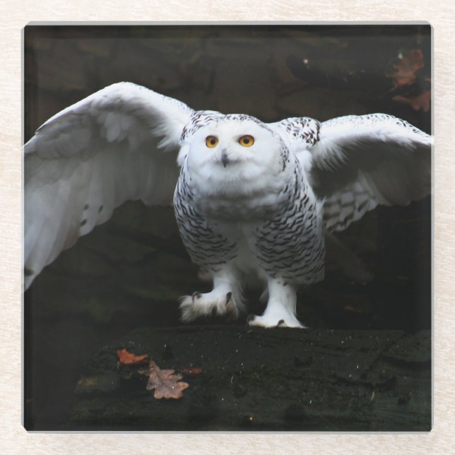 Snowy Owl with Open Wings Küstenercna Glasuntersetzer (Vorderseite)