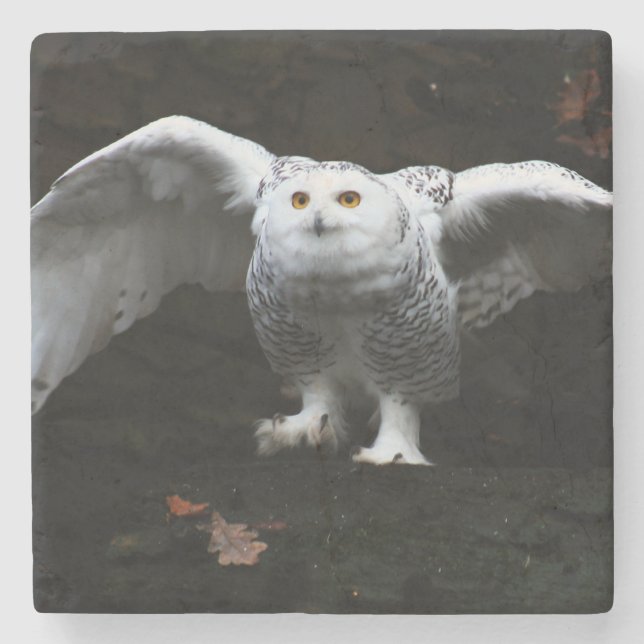 Snowy Owl with Open Wings Küstenercna Steinuntersetzer (Vorderseite)