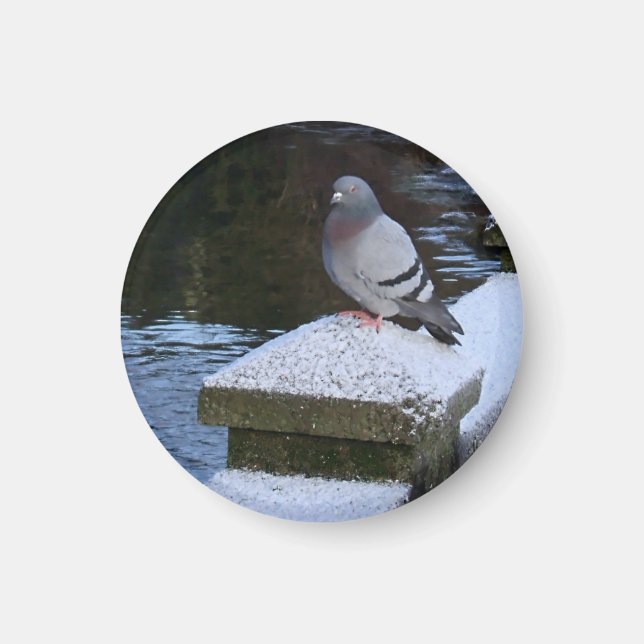 Snowy Pigeon Magnet (Vorne)