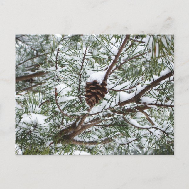 Snowy Pine Cone II Winterlandfotografie Postkarte (Vorderseite)