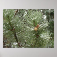 Snowy Pine Cones Poster