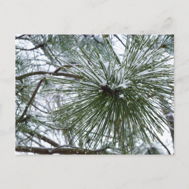 Snowy Pine Needles Winter Nature Fotografy Postkarte (Vorderseite)