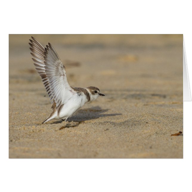 Snowy Plover Stretch (Vorderseite (Horizontal))