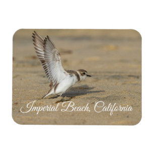 Snowy Plover Stretch Imperial Beach California Magnet