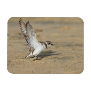 Snowy Plover Stretch Magnet