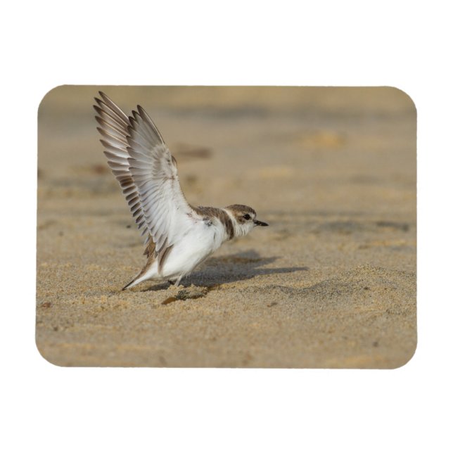 Snowy Plover Stretch Magnet (Horizontal)