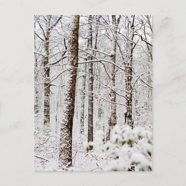 Snowy Pocono Woodlands Postkarte (Vorderseite)