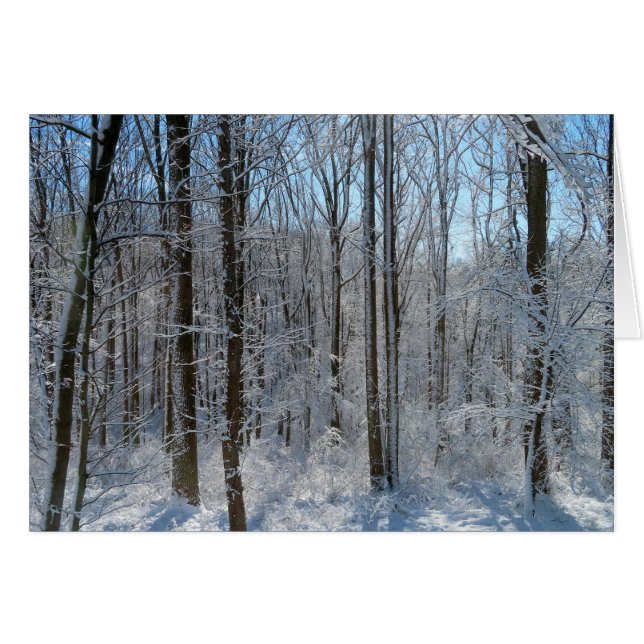 Snowy Poplar Forest I (Vorderseite (Horizontal))