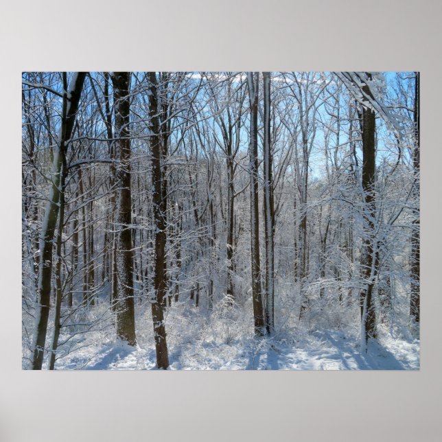 Snowy Poplar Forest I Poster (Vorne)