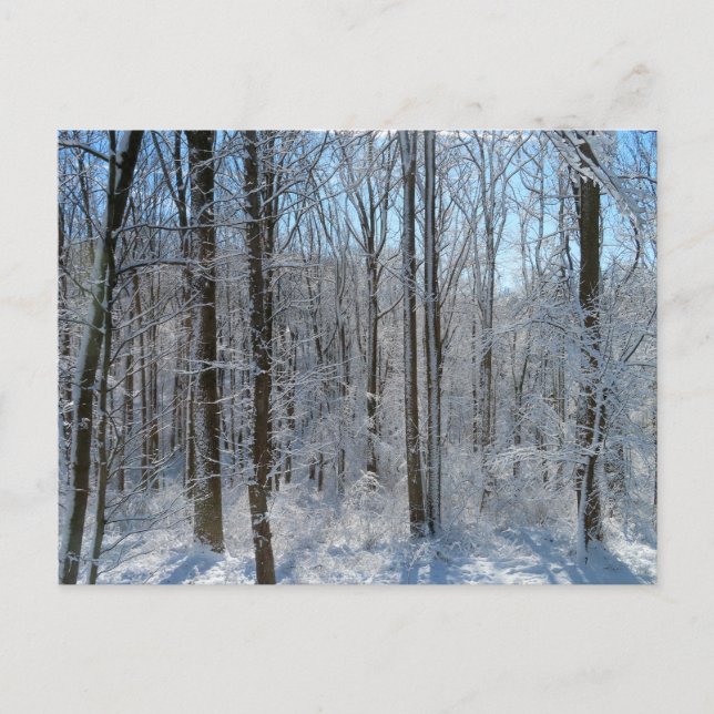 Snowy Poplar Forest I Postkarte (Vorderseite)