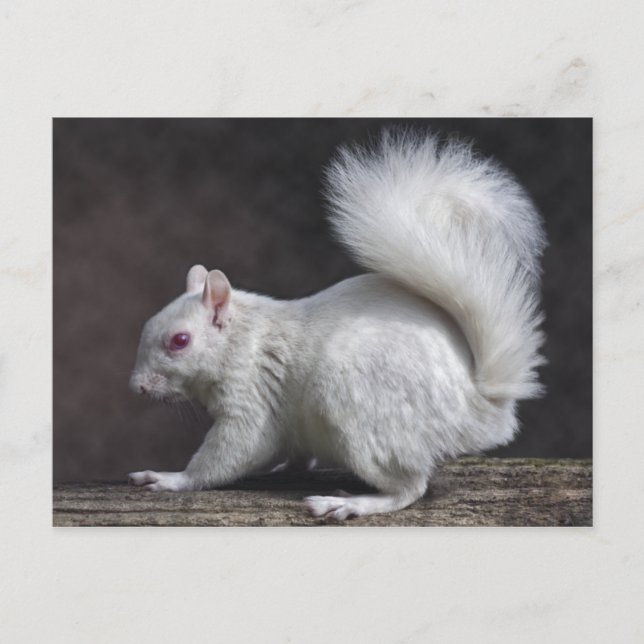 Snowy Postcard Postkarte (Vorderseite)