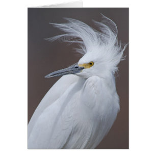 Snowy-Reiher (Egretta thula)