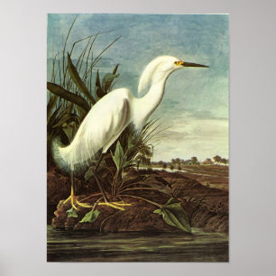 Snowy-Reiher, John James Audubon Poster