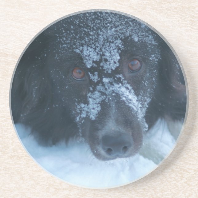 Snowy stellte Grenzcollie-Hundegetränk-Untersetzer Getränkeuntersetzer (Vorne)
