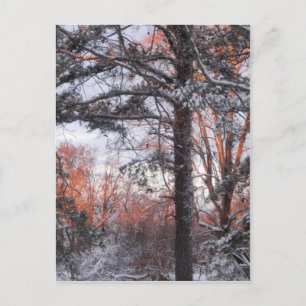 Snowy Sunrise Winterschnee Pine Tree Foto Postkarte