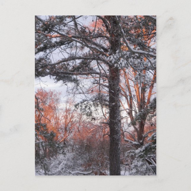 Snowy Sunrise Winterschnee Pine Tree Foto Postkarte (Vorderseite)
