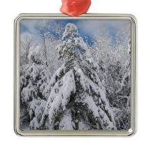 Snowy Trees