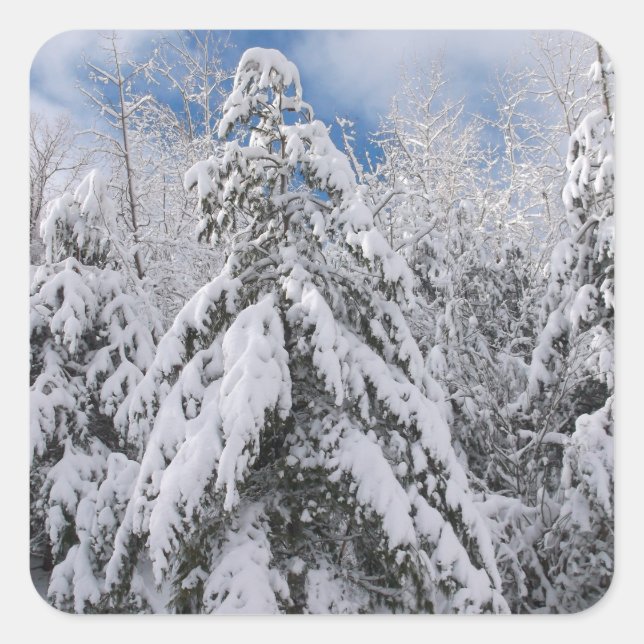 Snowy Trees Quadratischer Aufkleber (Vorderseite)
