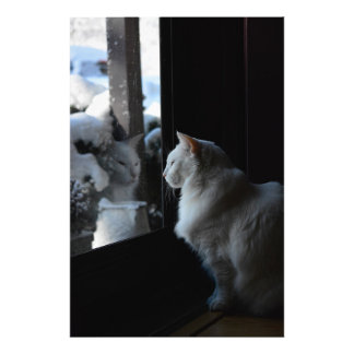 Snowy White Kitty Fotodruck