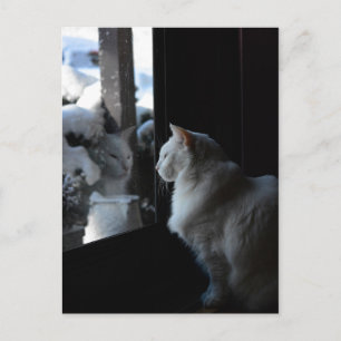 Snowy White Kitty Postcard Postkarte