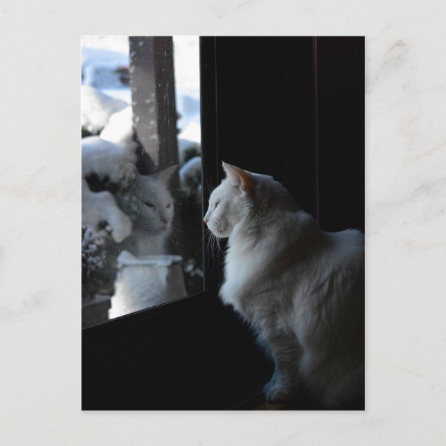 Snowy White Kitty Postcard Postkarte (Vorderseite)