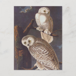 Snowy White Owls auf einer dunklen, Beängstigenden Postkarte