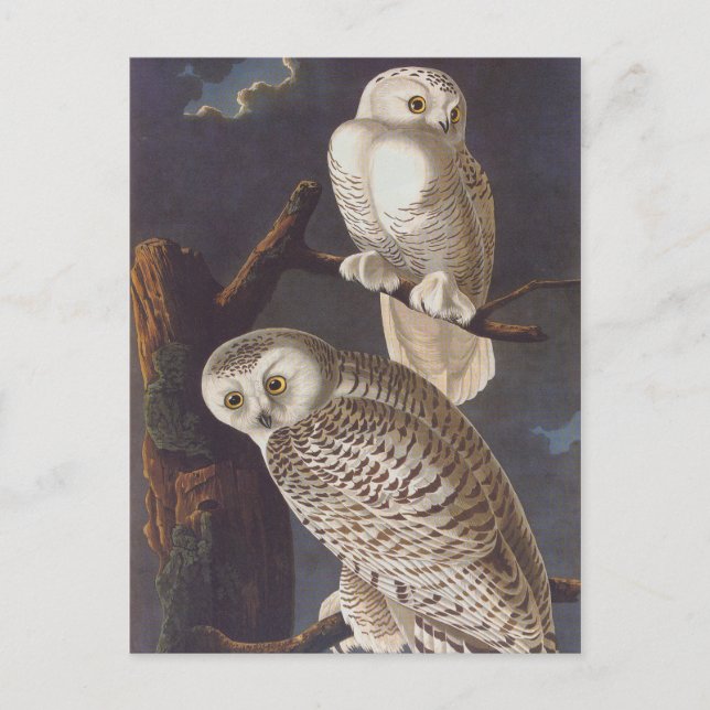 Snowy White Owls auf einer dunklen, Beängstigenden Postkarte (Vorderseite)
