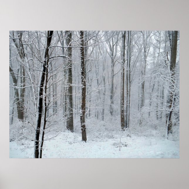 Snowy White Poplar Forest Poster (Vorne)