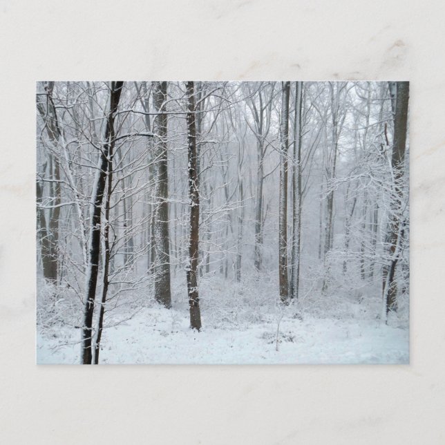 Snowy White Poplar Forest Postkarte (Vorderseite)