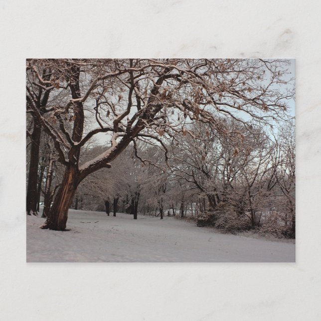 Snowy Woods Foto Postkarte (Vorderseite)