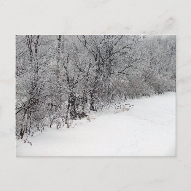Snowy Woods Postcard Postkarte (Vorderseite)
