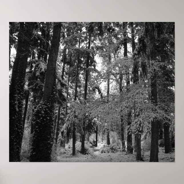 Snowy Woods Poster (Vorne)